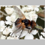 Cistogaster globosa - Raupenfliege m02 6mm Teverener Heide.jpg